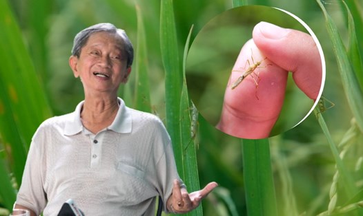 Chuyên gia tư vấn cách ứng phó bọ xít hôi gây hại lúa