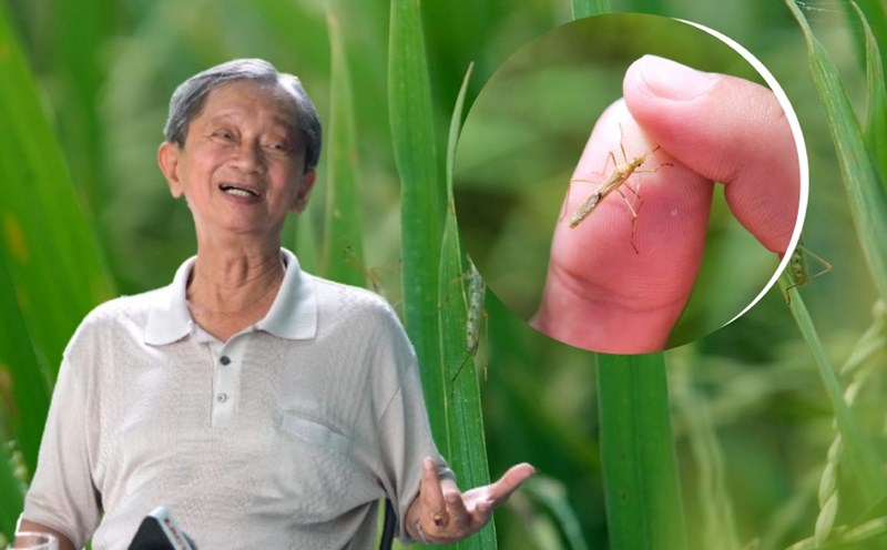 Experts advise on how to deal with stink bugs that damage rice
