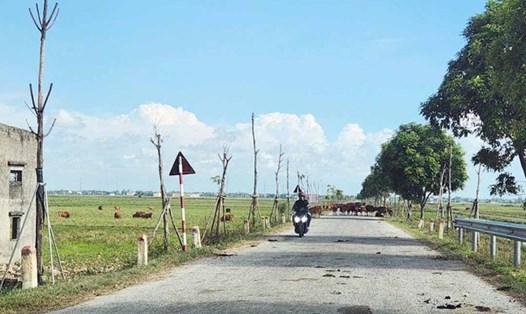 Hàng cây thuộc dự án 4 tỉ trồng cây xanh chết khô sau khi trồng ở xã Cẩm Hưng. Ảnh: Trần Tuấn