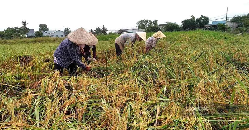 Lua Kin Li Lao động cắt lúa thuê