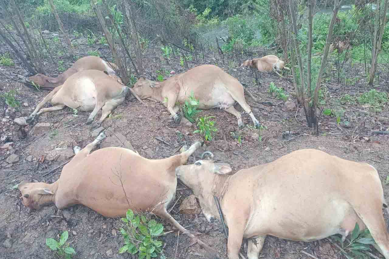 9 cows were struck dead by lightning in Ky Lac commune. Photo: Truong Tuan.