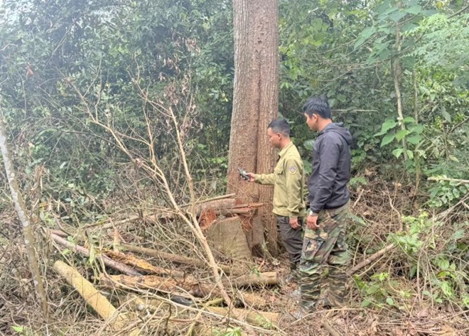 The scene of a forest destruction incident at Dak N'tao One Member Co., Ltd. was discovered and handled by the unit. Photo: Phan Tuan