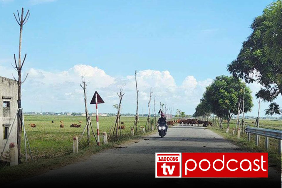 Morning news: Trees in a 4 billion VND project died and were uprooted