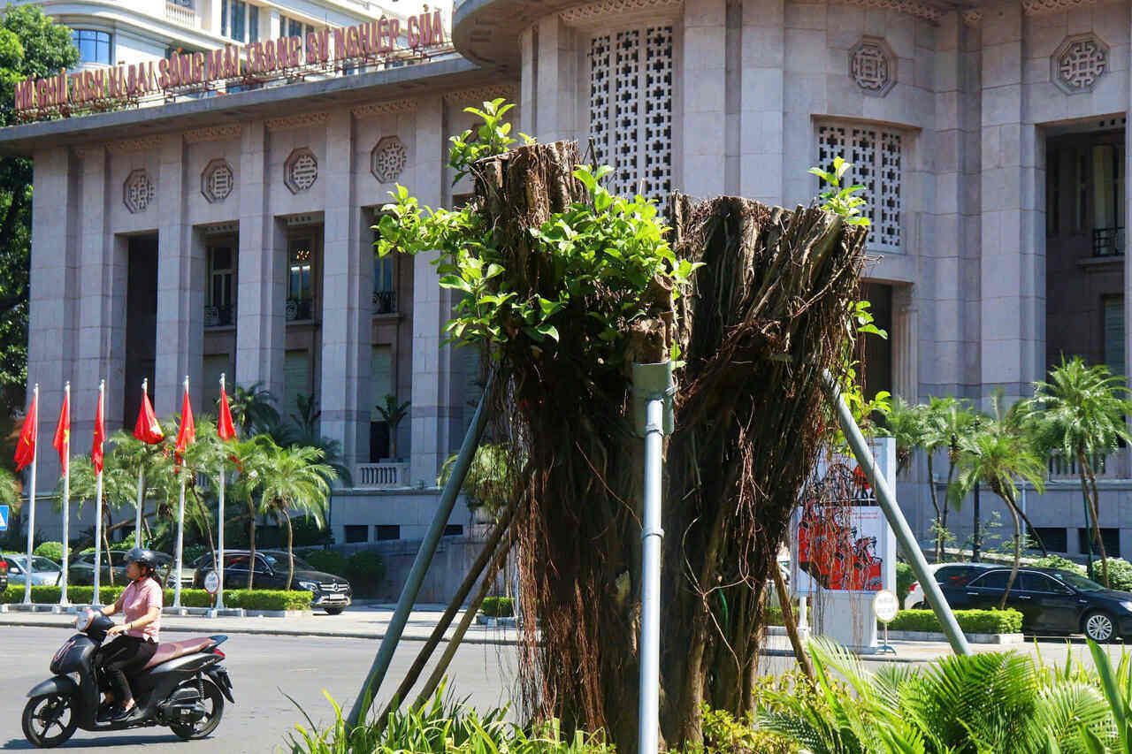 Green shoots sprout and revive after storm number 3