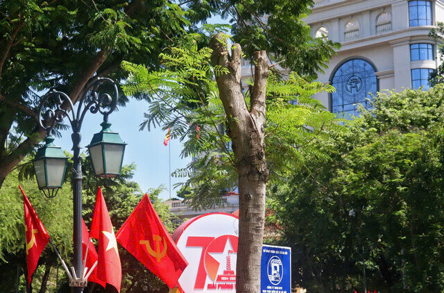 Mau xanh cua suc song dang dam choi hoa voi mau do ruc ro cua co hoa mung ky niem 70 nam Giai phong Thu do tren duong pho Ha Noi. 