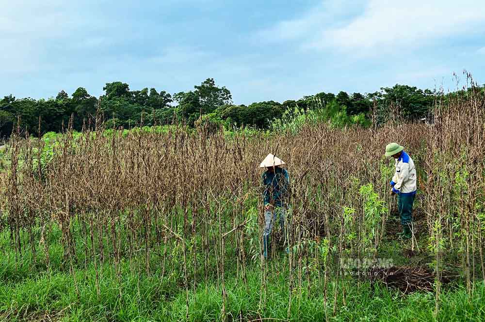 Khoang 70% dien tich dao canh trong ven song Lo tai phuong Nong Tien (TP Tuyen Quang) da bi xoa so sau lu. Anh: Viet Bac.