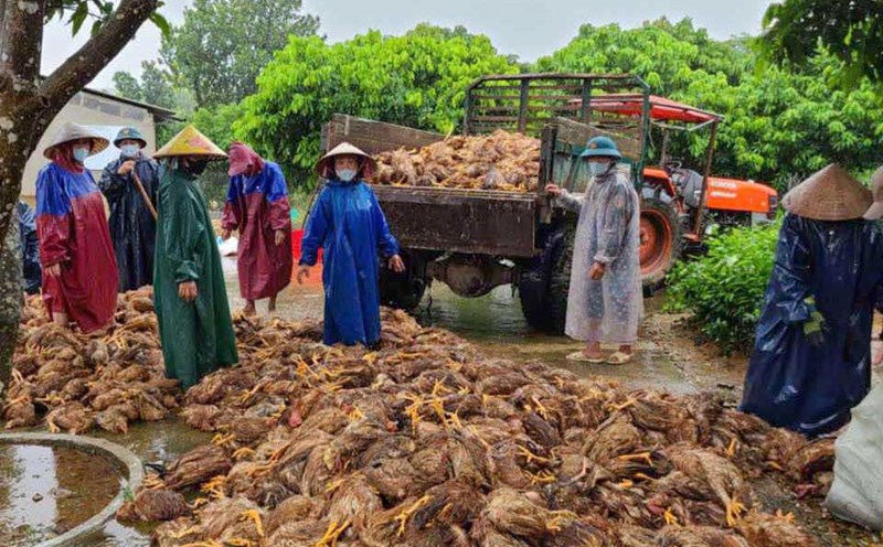 Dead chickens piled up after the flash flood. Photo: T.Huyen.