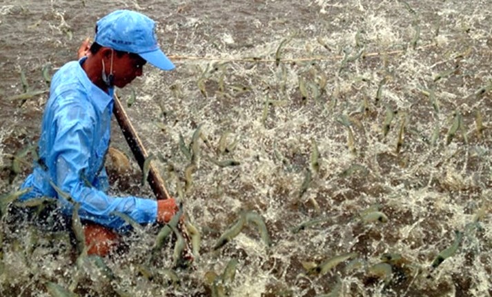 Raw shrimp prices have increased again, farmers expect shrimp farming to flourish. Photo: Nhat Ho