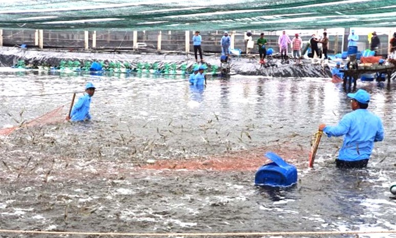 Thu hoach tom nguyen lieu duoc nuoi tai huyen Hoa Binh, tinh Bac Lieu. Anh: Nhat Ho