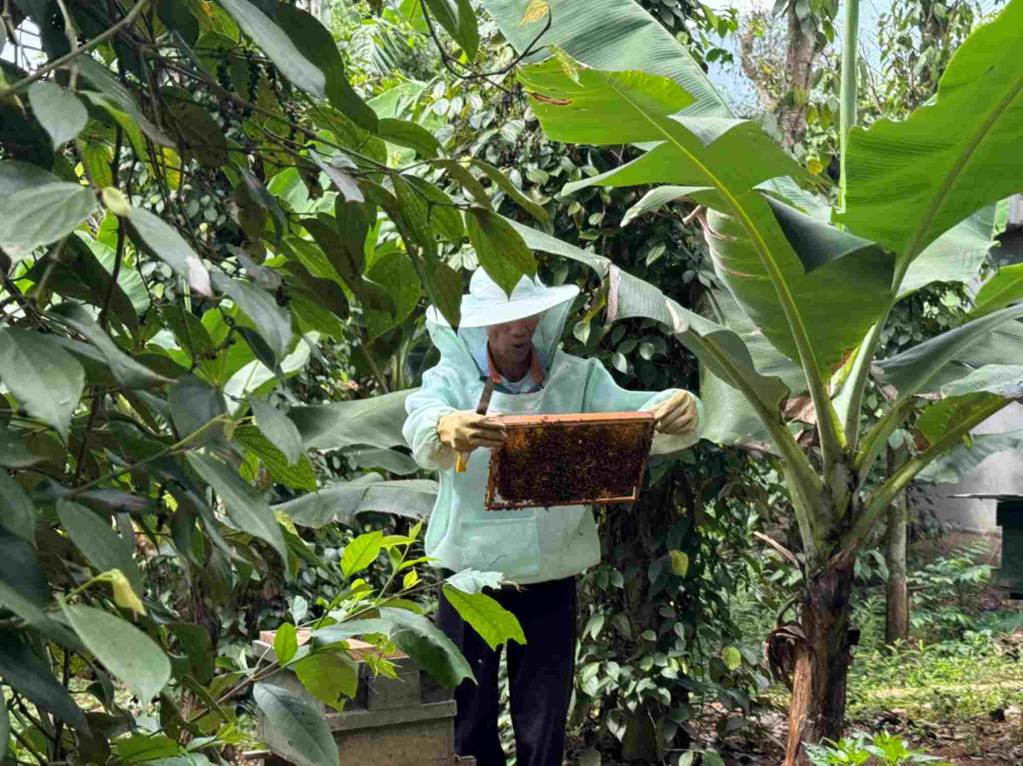 Mr. Dinh Xuan Hoa changed his livelihood to beekeeping with a stable income. Photo: Cong Sang