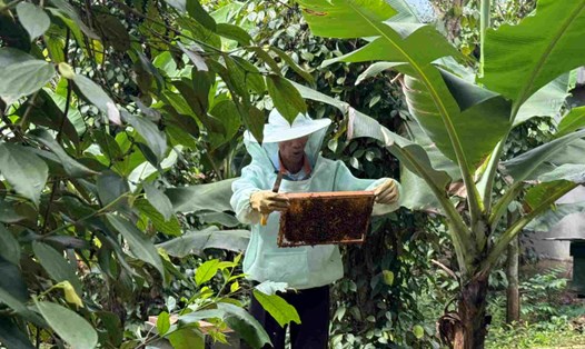 Ông Đinh Xuân Hòa chuyển đổi sinh kế sang nuôi ong với thu nhập ổn định. Ảnh: Công Sáng