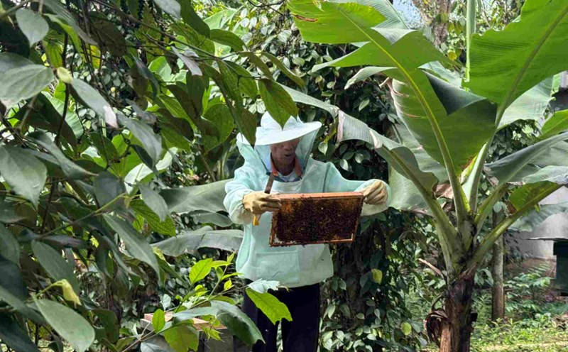 Mr. Dinh Xuan Hoa changed his livelihood to beekeeping with a stable income. Photo: Cong Sang