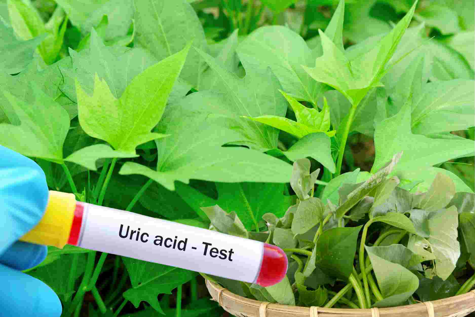 How to use sweet potato leaves to prevent uric acid spikes