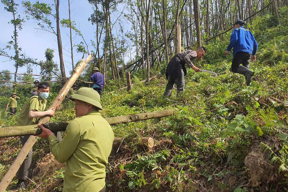 Forest rangers and organizations participate in cleaning up the damaged forest after storm Yagi at Khe Chinh dam, Bang Ca commune, Ha Long city, Quang Ninh province. Photo: To Huyen