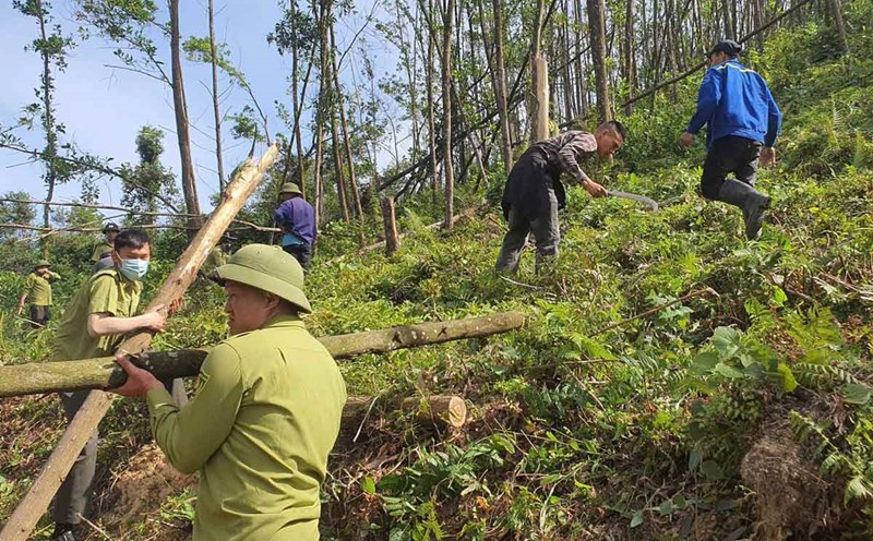 Forest rangers and organizations participate in cleaning up the damaged forest after storm Yagi at Khe Chinh dam, Bang Ca commune, Ha Long city, Quang Ninh province. Photo: To Huyen