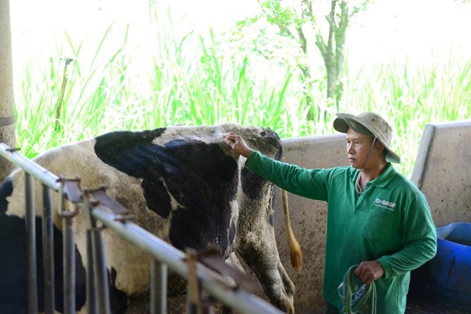 Farmers face difficulties after dairy cows get sick. Photo: Hoai Thanh