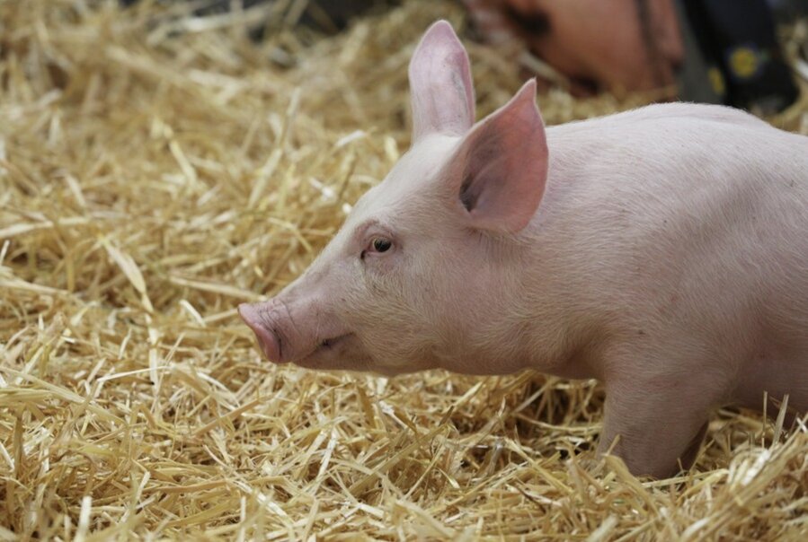 The US has discovered a case of farmed pigs infected with the H5N1 bird flu virus. Photo: Xinhua