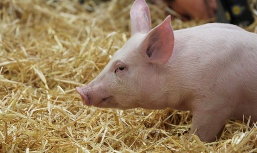 Mỹ đã phát hiện trường hợp lợn nuôi bị nhiễm virus cúm gia cầm H5N1. Ảnh: Xinhua