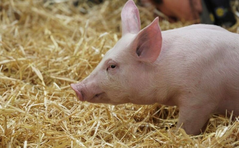 The US has discovered a case of farmed pigs infected with the H5N1 bird flu virus. Photo: Xinhua