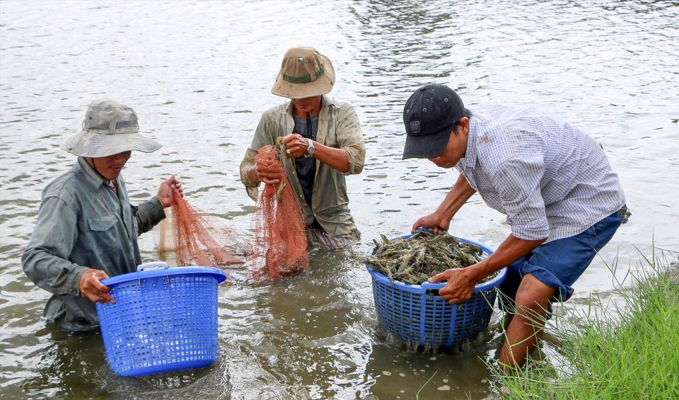 Trong nam, gia tom nguyen lieu bien dong lon, cac thang dau nam gia tom giam sau, trong khi gia vat tu dau vao van o muc cao gay kho khan rat lon cho nguoi nuoi tom. Anh minh hoa: Nhat Ho