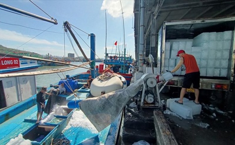 Khanh Hoa will strictly handle fishing vessels violating illegal exploitation in foreign waters. Photo: Huu Long