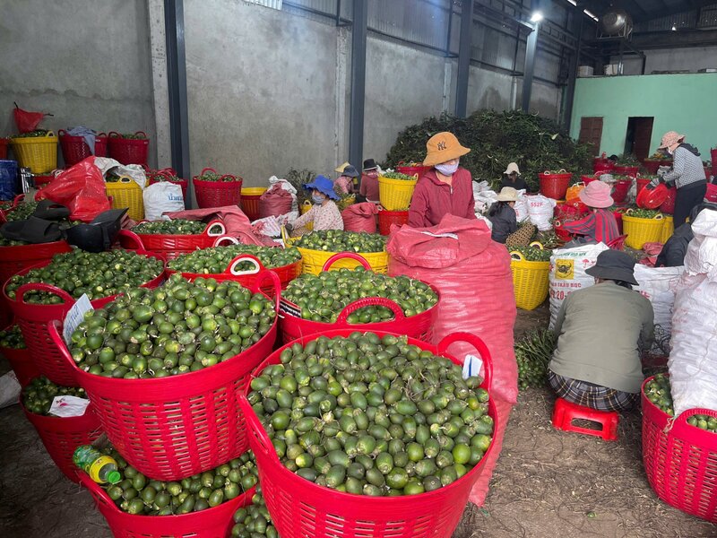 Cau tuoi sau khi duoc thu mua se duoc say kho, suat ban sang Trung Quoc. Anh: Vien Nguyen