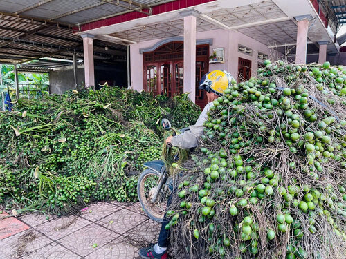 Traders in Quang Ngai buy areca nuts for export to China. Photo: Vien Nguyen