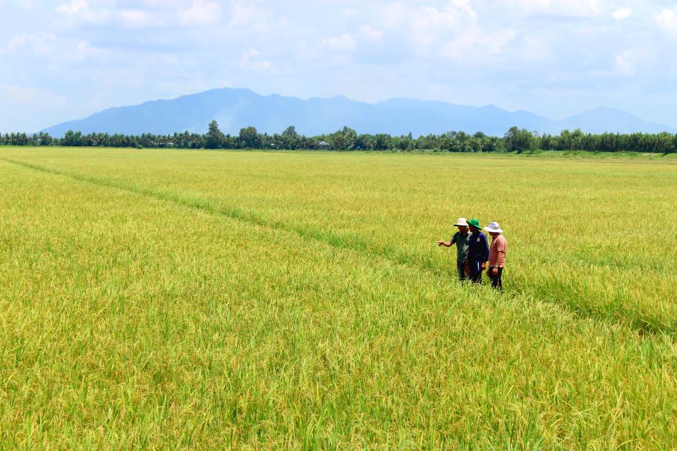 Mua lua chin vang tren canh dong Tu giac Long Xuyen, mot trong 2 kho lua lon cua vung Dong bang song Cuu Long. Anh: Luc Tung