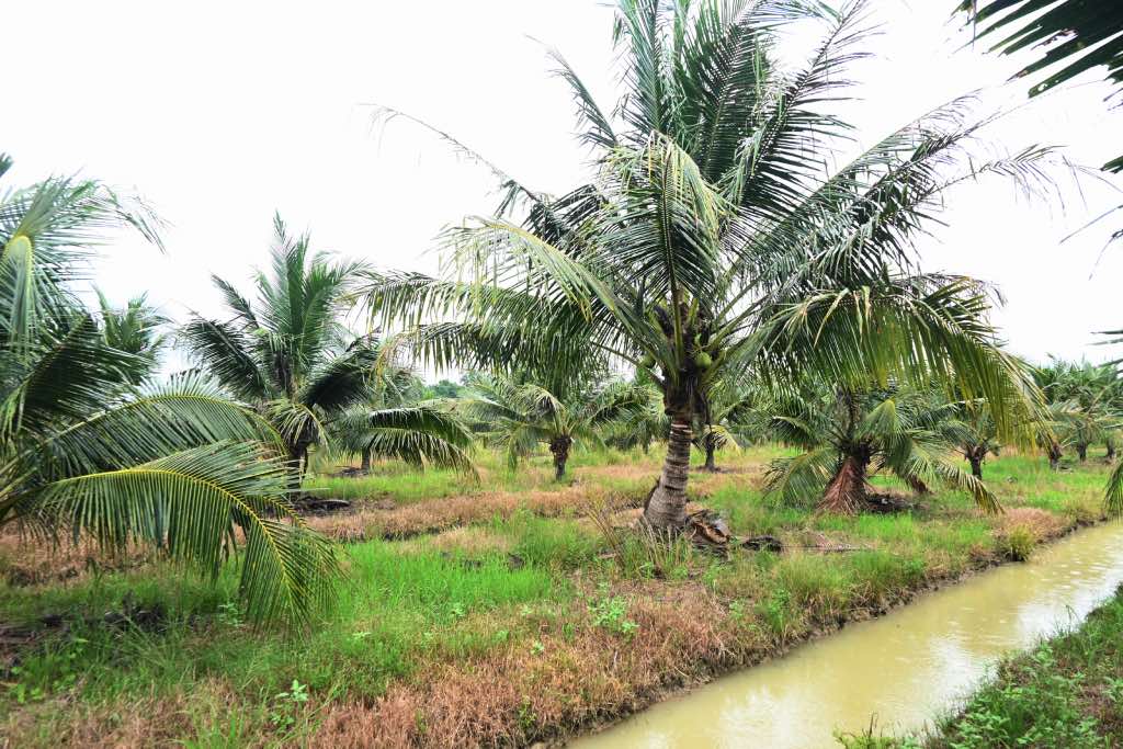 Den nay, Ben Tre co khoang 80.000 ha trong dua. Anh: Thanh Nhan