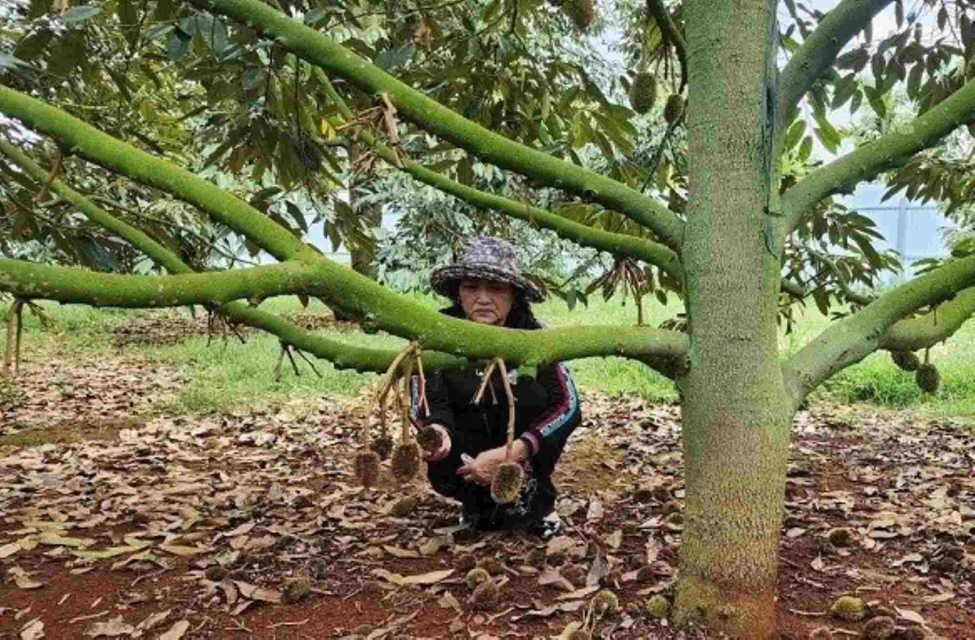 Farmers in the Central Highlands provinces are constantly being ravaged and robbed of their agricultural gardens. Photo: Quang Trung