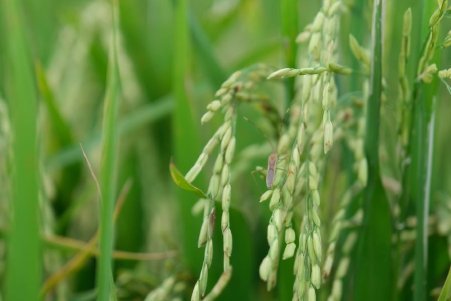 Stink bugs attack rice grown in Hon Dat district, Kien Giang province. Photo: Phong Linh
