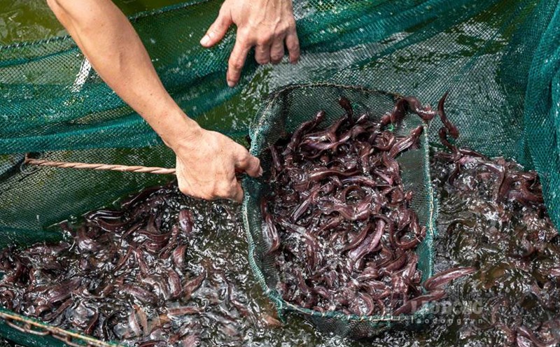 Learn about stream eel, a unique specialty in Phu Quoc