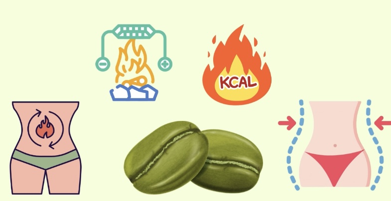 Cà phê xanh giúp bạn giảm mỡ nội tạng hiệu quả. Đồ hoạ: Hương Giang 