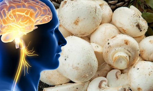 Lợi ích của nấm giúp tăng cường sức khỏe nhận thức của bạn. Đồ hoạ: Thiện Nhân