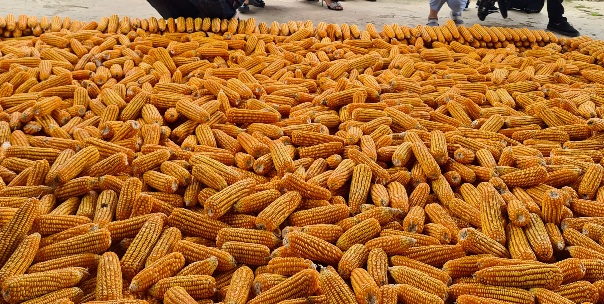 Biotechnology helps increase productivity and reduce the amount of pesticides in the fields. Photo: Vu Long