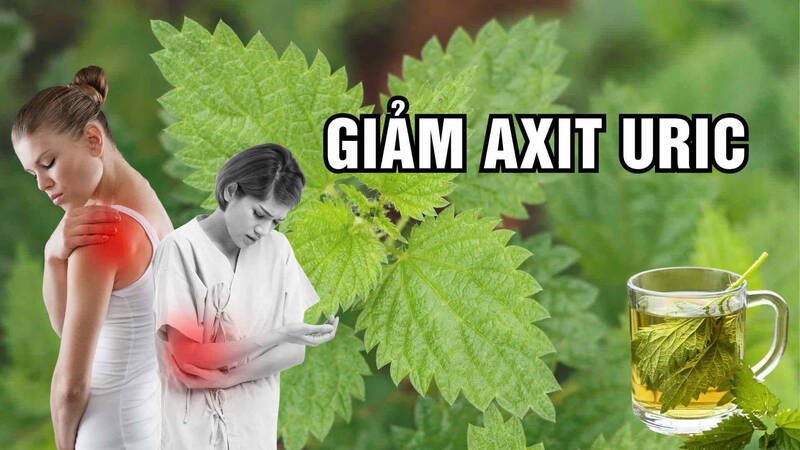 Nettle helps rejuvenate and reduce uric acid.