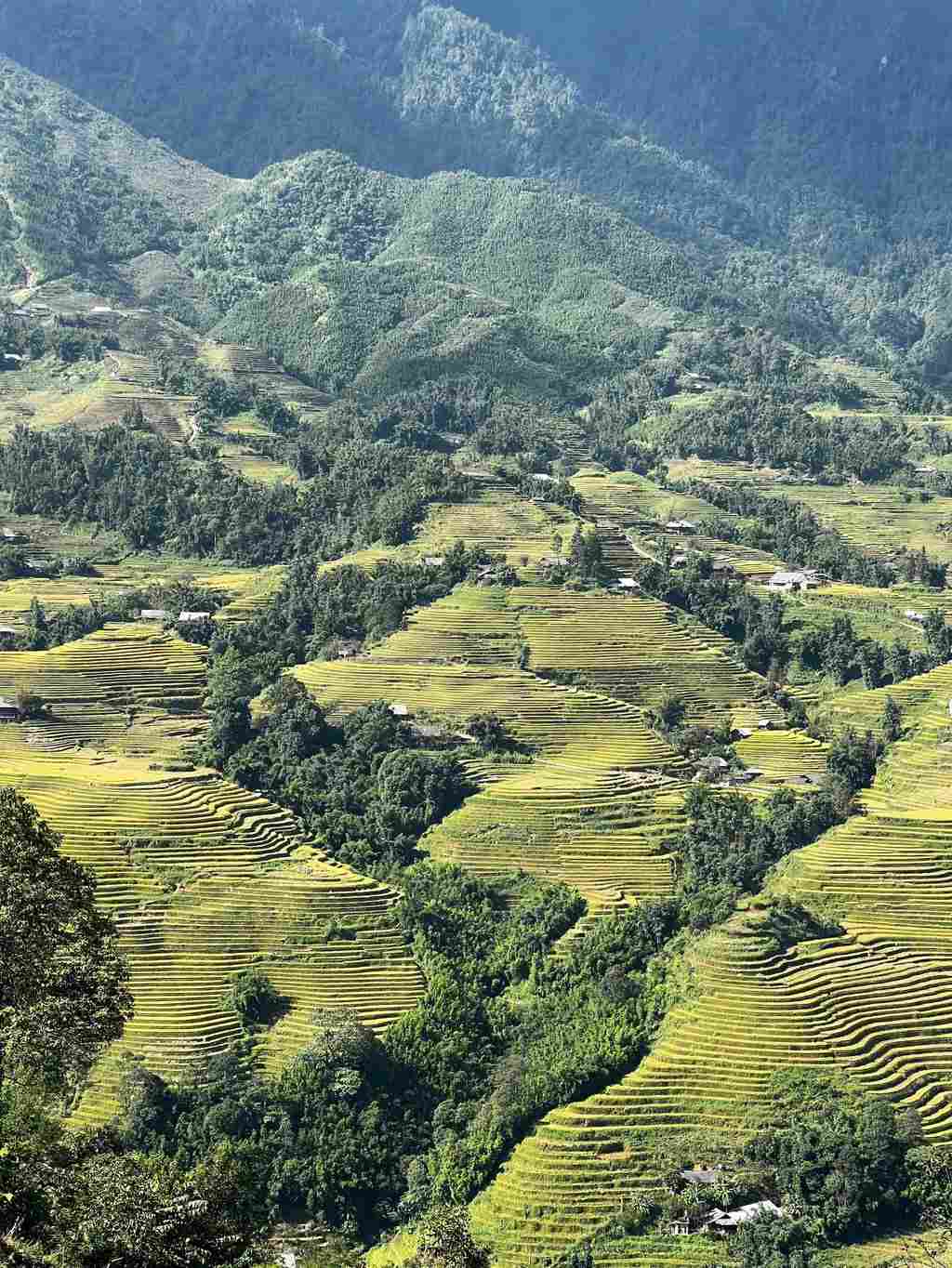 Ruộng bậc thang ở Sa Pa, Lào Cai. Ảnh: Erika Na