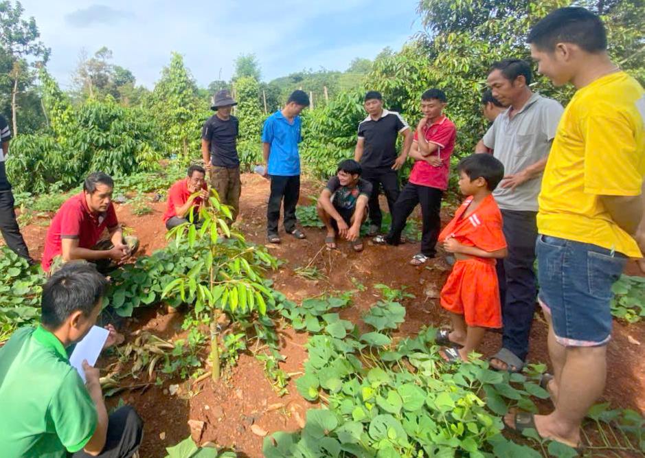 Many farmers in Dak Mil district attend a vocational training class on durian planting and care techniques. Photo: Bao Trung
