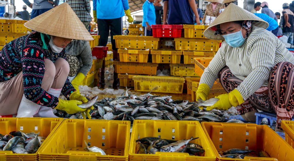 Theo So NNPTNT tinh Soc Trang, 9 thang nam 2024 san luong khai thac 51.923 tan (tang 1,94% so voi cung ky). Nho dien bien thoi tiet kha thuan loi gop phan nang cao mua vu khai thac cua ba con ngu dan.