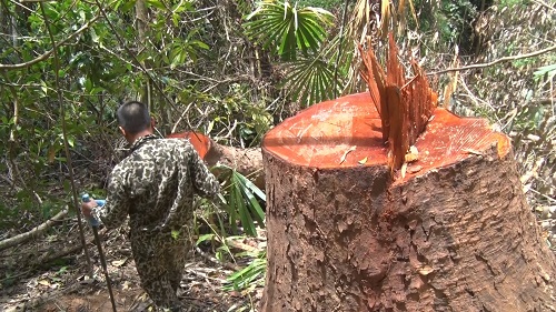 Hiện trường vụ phá rừng quy mô lớn ở huyện Sa Thầy. Ảnh: Thanh Tuấn 