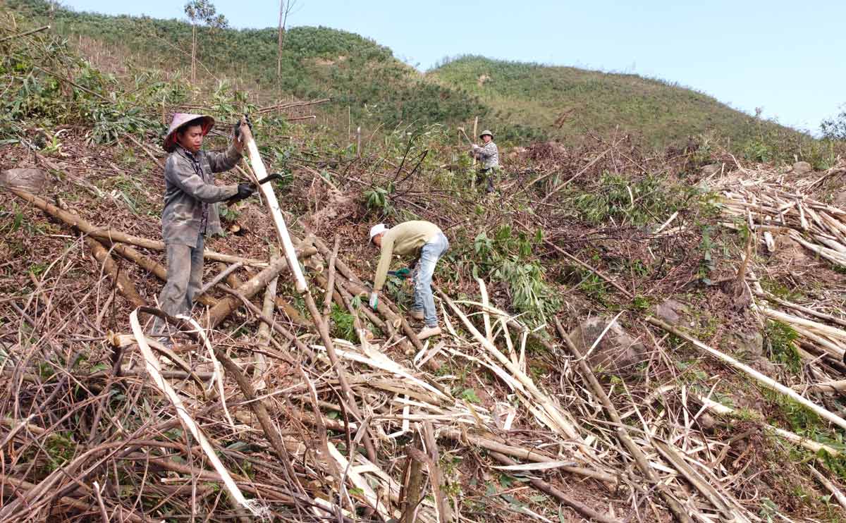 Các chủ rừng tại huyện Ba Chẽ tận thu gỗ rừng. Ảnh: Đoàn Hưng