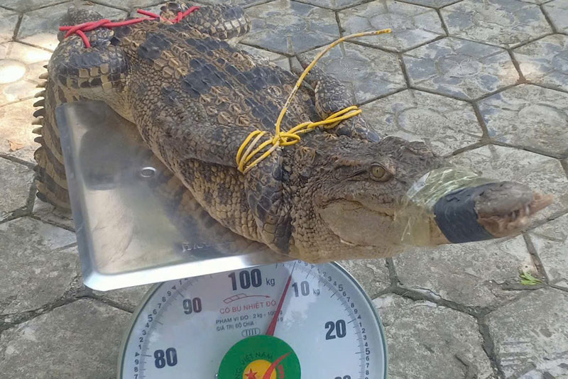 Con cá sấu bị phát hiện trong bể cá cảnh của người dân. Ảnh: Công an cung cấp