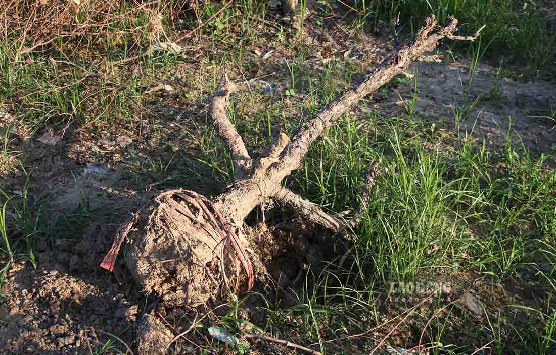 Phan lon cay dao bi thoi re, chet kho sau nhieu ngay bi ngap nuoc. Anh: Viet Bac.