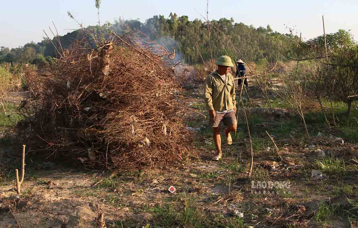 Dao chet kho chat dong tren khap cac vuon o vung trong dao lon nhat Tuyen Quang. Anh: Viet Bac.