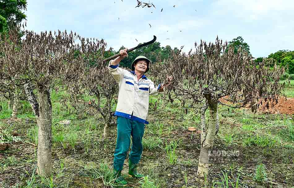 Nhieu gia dinh bi thiet hai nang khi nhieu goc dao hang chuc nam tuoi khong the cuu van. Anh: Viet Bac.