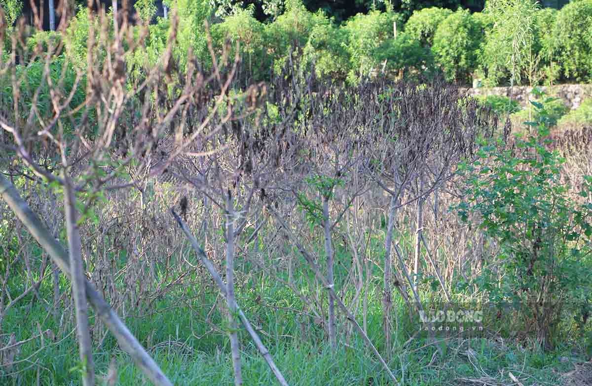 The largest peach blossom growing area in Tuyen Quang suffered heavy damage after the flood. Photo: Viet Bac.