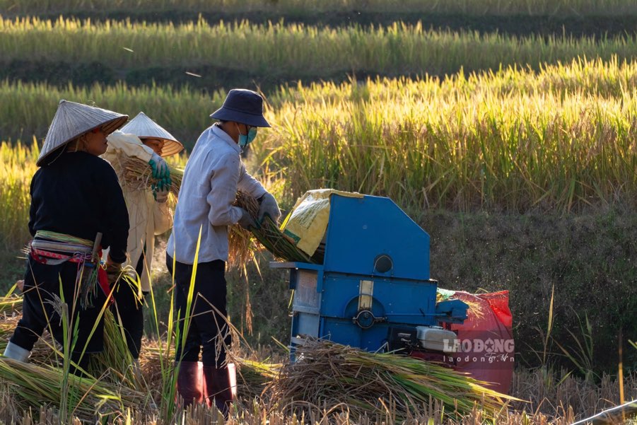 Anh Giang Seo Minh, nong dan tai dia phuong khong giau duoc niem vui khi dung tren thua ruong triu hat - la thanh qua sau bao thang ngay vat va lao dong. Anh: Trong Hai