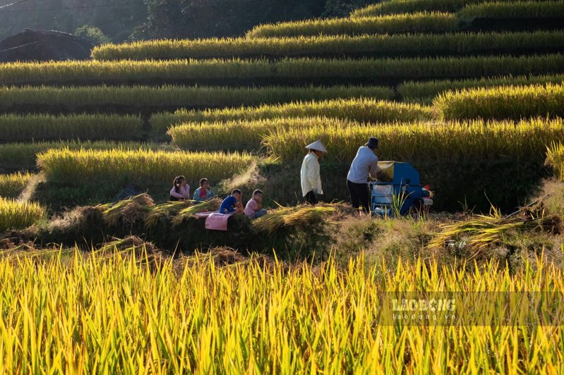 “Mùa lúa chín là lúc nông dân chúng tôi cảm thấy vui nhất, bởi đó là thành quả công sức lao động, từ khi gieo mạ đến khi trổ bông, bây giờ lúa chín vàng, biết bao tháng ngày chăm sóc vất vả“, anh Mình cho hay. Ảnh: Trọng Hải.