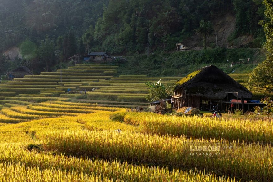 Những thửa ruộng bậc thang đang vào vụ chín vàng, uốn lượn quanh những sườn núi, thung lũng tại vùng cao nguyên đá Hà Giang. Ảnh: Trọng Hải.