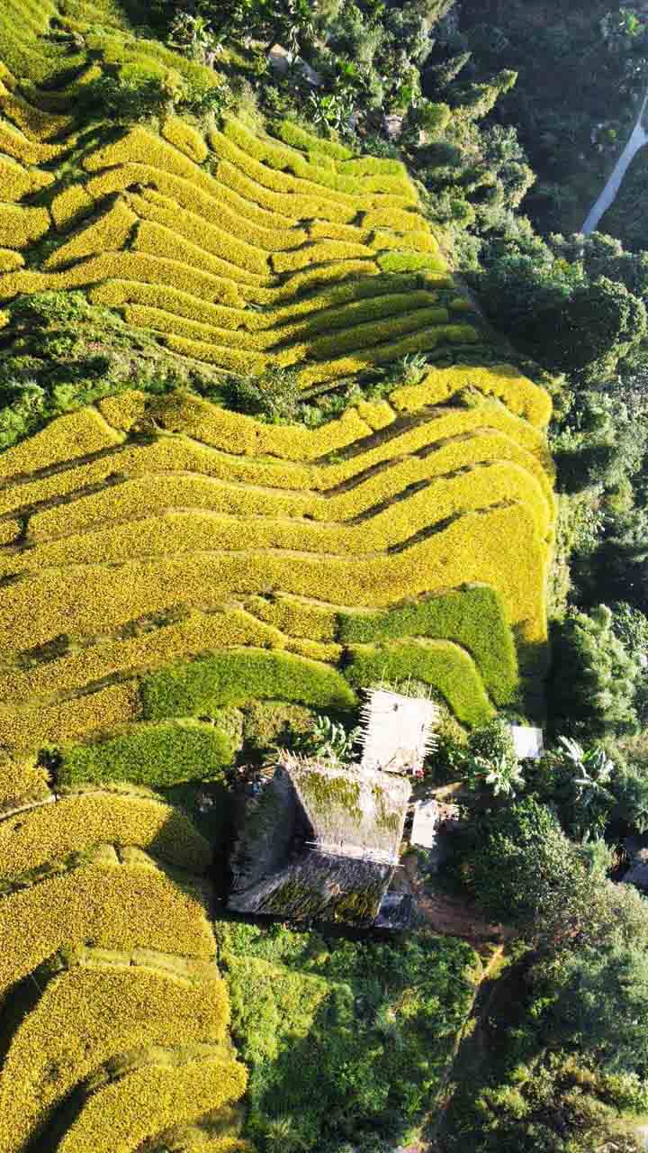 Nhung ngoi nha san don so hoa minh giua canh dong lua chin. Anh: Trong Hai.